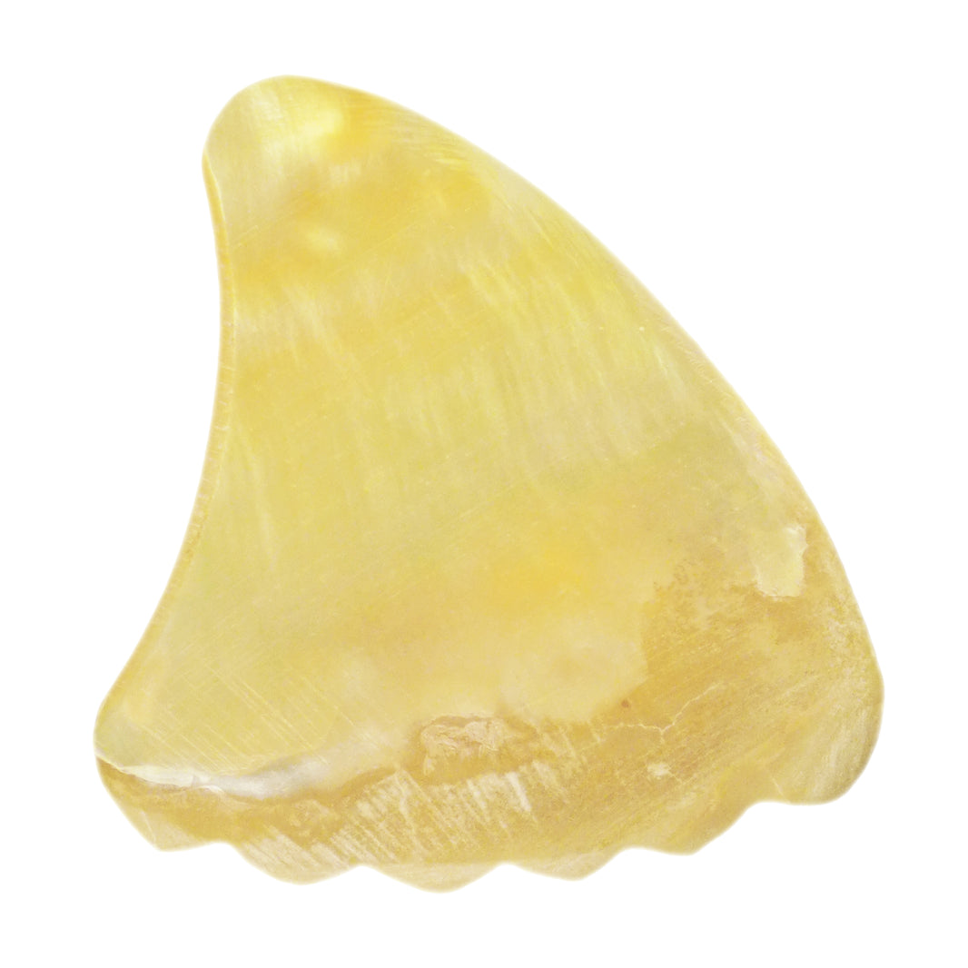 Shell Guitar Picks – Exotic Plectrums